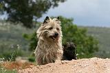 CAIRN TERRIER 607